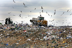 Мусорный кризис: Москве скоро будет негде складировать отходы